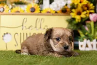 Right, a male Yorkipoo for sale in Lake Mills, IA – Photo 3 of 3
