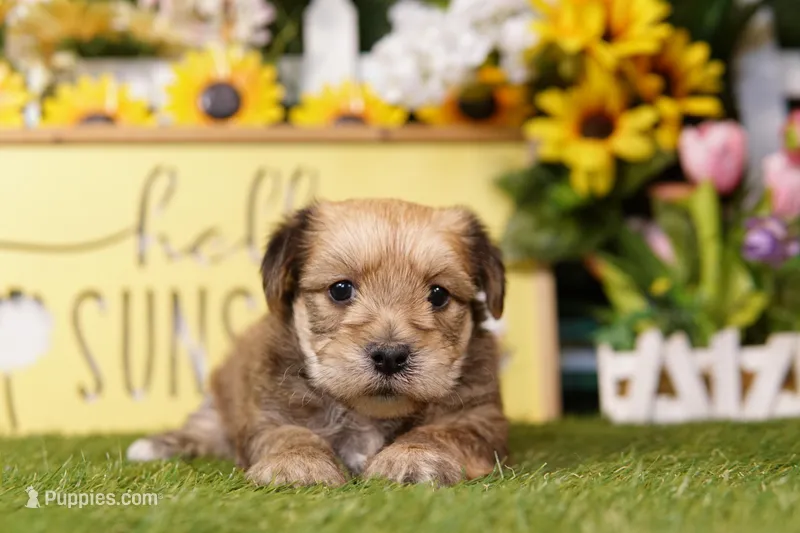 Right – Yorkipoo puppy for sale in Lake Mills, IA