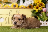 Right, a male Yorkipoo for sale in Lake Mills, IA – Photo 2 of 3