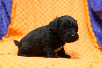 Tacochili, a male Bichon Frise and Schnoodle for sale in Lake Mills, IA – 5 of 6