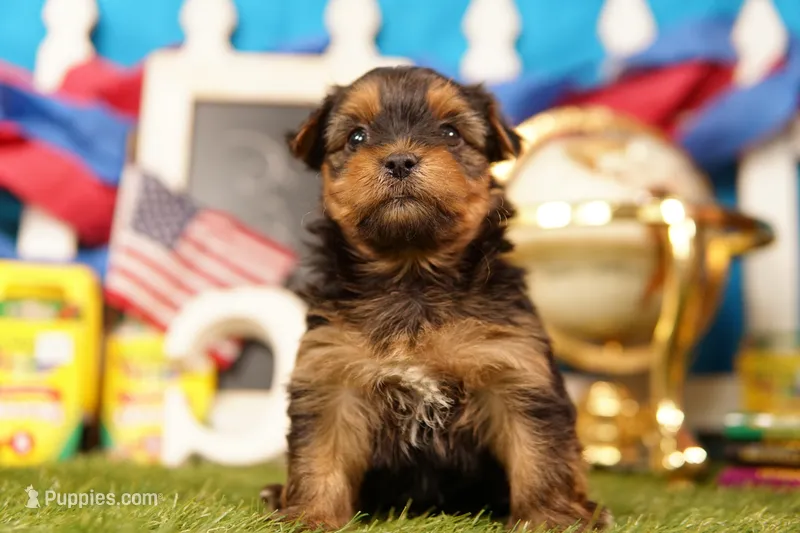 Easy Mac – Yorkshire Terrier, Morkie puppy for sale in Lake Mills, IA