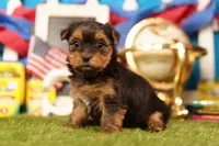 Easy Mac, a female Yorkshire Terrier and Morkie for sale in Lake Mills, IA – 3 of 4