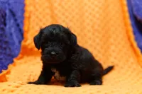 Tacochili, a male Bichon Frise and Schnoodle for sale in Lake Mills, IA – 2 of 6
