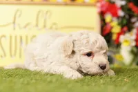 Duffy, a male Schnoodle and Poodle - Miniature  for sale in Lake Mills, IA – 3 of 5