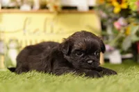 Michelob, a male Shih Tzu and Peek-A-Pom for sale in Lake Mills, IA – 3 of 3