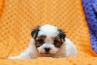 Squashy, a female Shorkie for sale in Lake Mills, IA – Photo 3 of 3