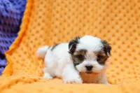 Squashy, a female Shorkie for sale in Lake Mills, IA – Photo 2 of 3