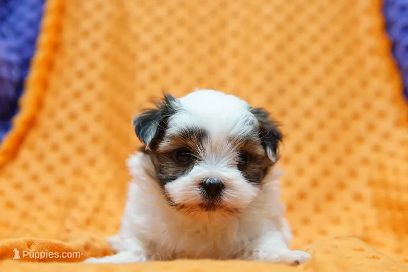 Squashy – Shorkie puppy for sale in Lake Mills, IA