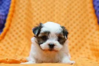 Squashy, a female Shorkie for sale in Lake Mills, IA – Photo 1 of 3