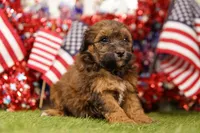 Cheeseburger, a male Poodle - Miniature  and Shichon for sale in Lake Mills, IA – 3 of 4