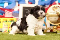 Potato Wedge, a male Havanese and Shih Tzu for sale in Lake Mills, IA – 3 of 3