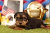Hot Pocket, a male Yorkshire Terrier and Morkie for sale in Lake Mills, IA – 3 of 3