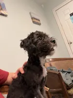 Jake, a male Shihpoo for sale in Lake Mills, IA – 4 of 9