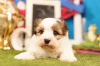 P pop, a male Shichon for sale in Lake Mills, IA – 2 of 3
