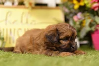Toaster, a male Shihpoo for sale in Lake Mills, IA – 3 of 3