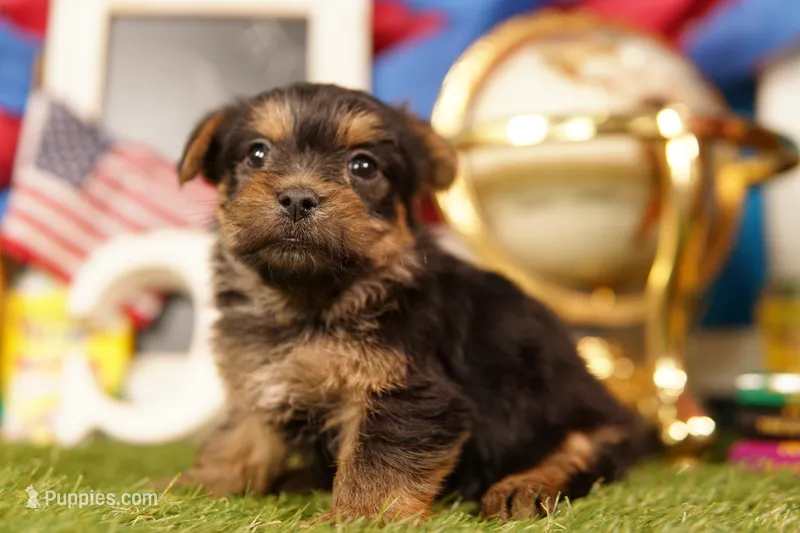 Ramen Noodle – Yorkshire Terrier, Morkie puppy for sale in Lake Mills, IA