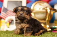 Ramen Noodle, a male Yorkshire Terrier and Morkie for sale in Lake Mills, IA – 1 of 3