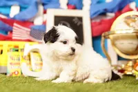 Chicken Wing, a male Havanese and Shih Tzu for sale in Lake Mills, IA – 3 of 3