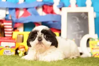 Short Cake, a female Shih Tzu for sale in Lake Mills, IA – 5 of 6