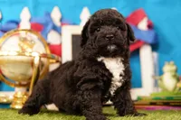 Taco, a male Bichon Frise and Schnoodle for sale in Lake Mills, IA – 1 of 6