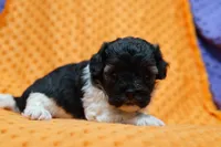 Redbull, a male Bichpoo and Havapoo for sale in Lake Mills, IA – Photo 2 of 6