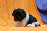 Redbull, a male Bichpoo and Havapoo for sale in Lake Mills, IA – Photo 4 of 6