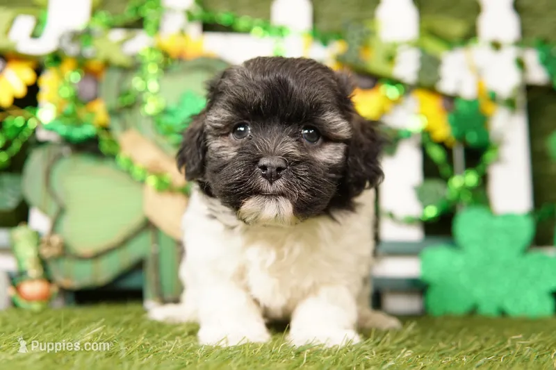 Redbull – Bichpoo, Havapoo puppy for sale in Lake Mills, IA