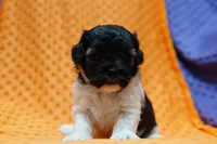 Redbull, a male Bichpoo and Havapoo for sale in Lake Mills, IA – Photo 3 of 6