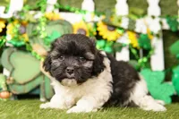 Redbull, a male Bichpoo and Havapoo for sale in Lake Mills, IA – Photo 5 of 6