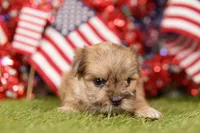 GMC, a female Shih Tzu and Maltipom for sale in Lake Mills, IA – 3 of 3