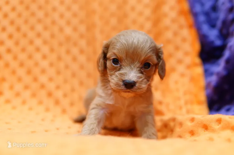 Yorktown – Cavapoo puppy for sale in Lake Mills, IA