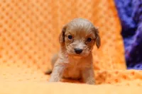 Yorktown, a female Cavapoo for sale in Lake Mills, IA – 1 of 3