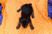 Roman Candle, a female Yorkshire Terrier for sale in Lake Mills, IA – 2 of 2
