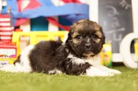 Dusty, a male Poodle - Miniature  and Shichon for sale in Lake Mills, IA – 3 of 3