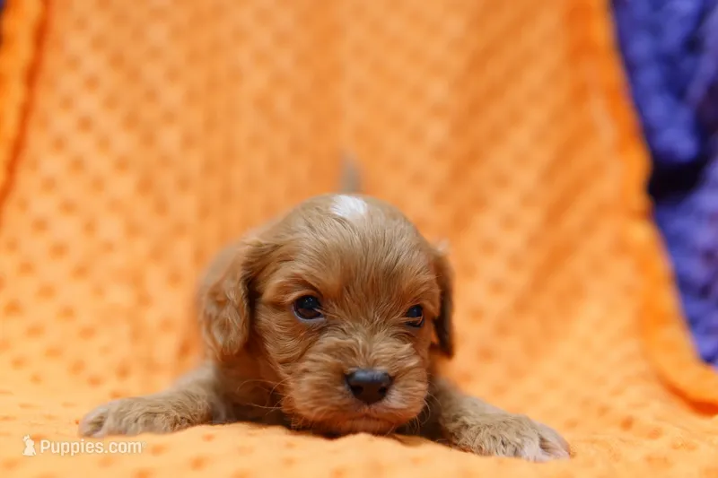 Concord – Cavapoo puppy for sale in Lake Mills, IA