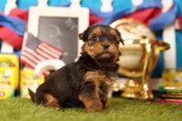 Easy Mac, a female Yorkshire Terrier and Morkie for sale in Lake Mills, IA – 2 of 4