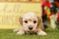 Fluffy, a female Schnoodle and Poodle - Miniature  for sale in Lake Mills, IA – 2 of 6
