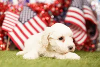 Chicken Noodle, a female Poodle - Miniature  and Shichon for sale in Lake Mills, IA – 1 of 4