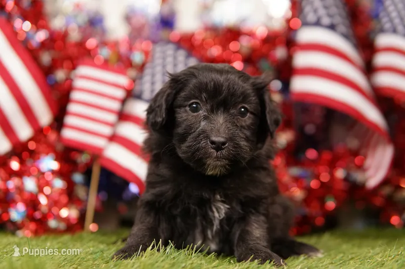 Hot Dog – Poodle - Miniature , Shichon puppy for sale in Lake Mills, IA