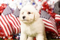 Muffy, a male Schnoodle and Poodle - Miniature  for sale in Lake Mills, IA – 1 of 6