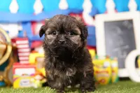 Squeegee, a male Shih Tzu and Shichon for sale in Lake Mills, IA – 7 of 7
