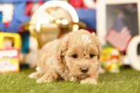 Avacado, a male Havapoo for sale in Lake Mills, IA – 3 of 3