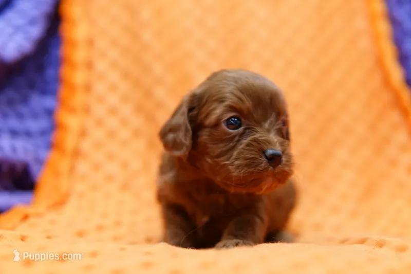 Princeton – Cavapoo puppy for sale in Lake Mills, IA