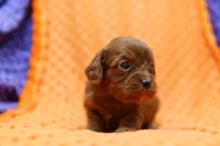 Princeton, a female Cavapoo for sale in Lake Mills, IA – 1 of 3