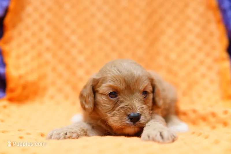 Cowpens – Cavapoo puppy for sale in Lake Mills, IA