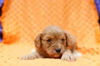 Cowpens, a female Cavapoo for sale in Lake Mills, IA – 1 of 2