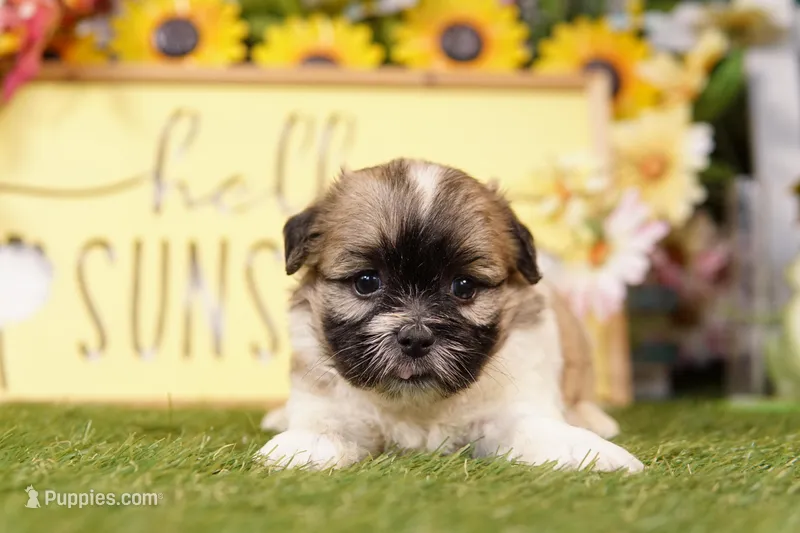 Phoebe – Havanese, Shih Tzu puppy for sale in Lake Mills, IA