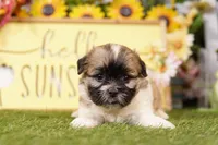 Phoebe, a female Havanese and Shih Tzu for sale in Lake Mills, IA – Photo 1 of 3