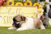Phoebe, a female Havanese and Shih Tzu for sale in Lake Mills, IA – Photo 2 of 3