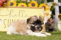 Phoebe, a female Havanese and Shih Tzu for sale in Lake Mills, IA – Photo 3 of 3